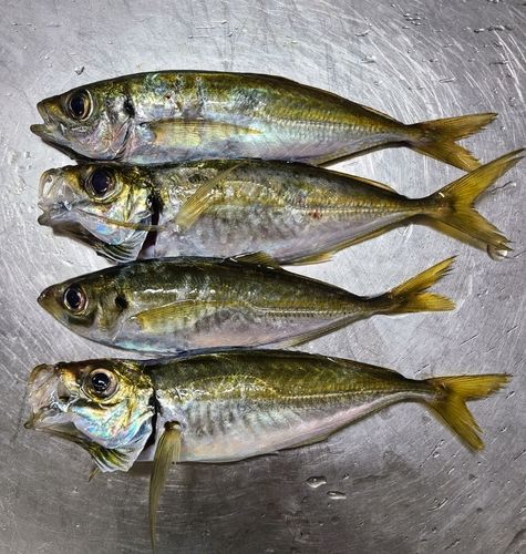 勝浦湾