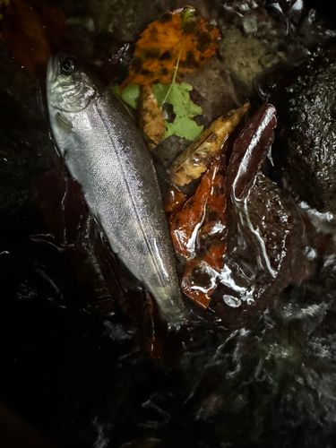 ヤマメの釣果