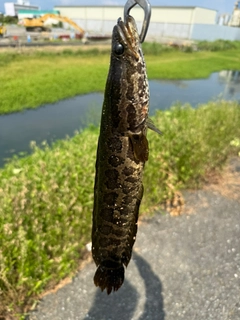 ライギョの釣果