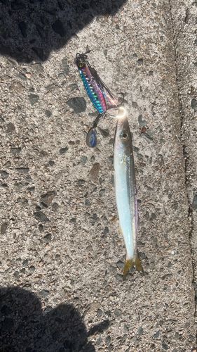 カマスの釣果