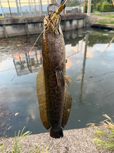 ライギョの釣果