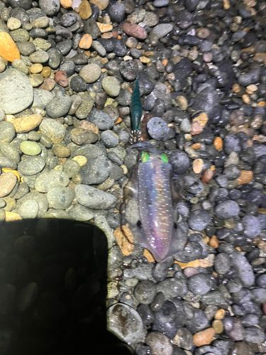アオリイカの釣果