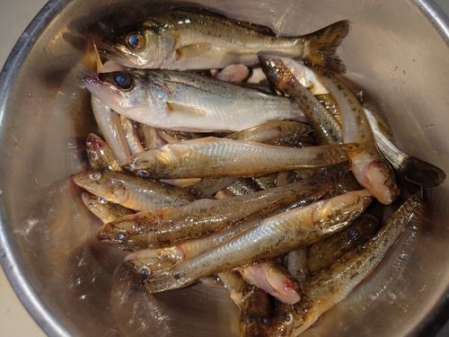 ハゼの釣果