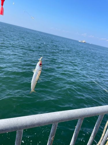 サバの釣果