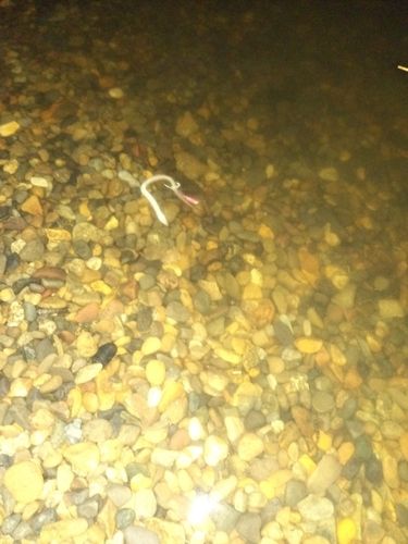 ウナギの釣果