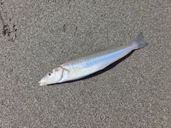 シロギスの釣果