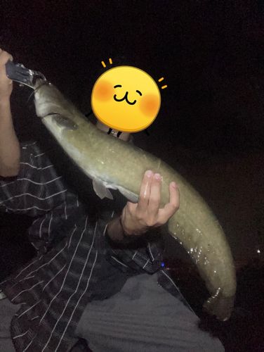 ナマズの釣果