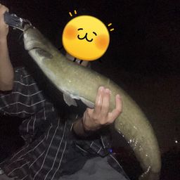 ナマズ