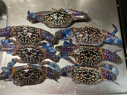 ワタリガニの釣果