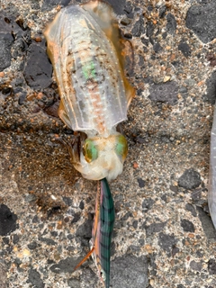 アオリイカの釣果
