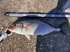 ショゴの釣果