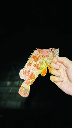 ヨロイメバルの釣果