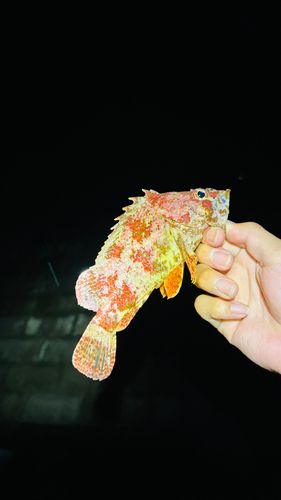 ヨロイメバルの釣果