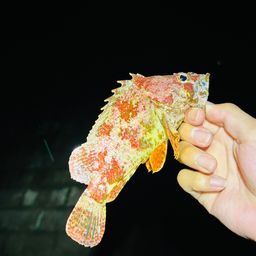 ヨロイメバル