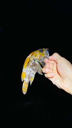 オウゴンムラソイの釣果