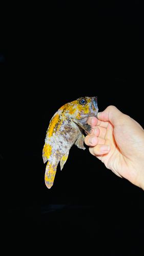 オウゴンムラソイの釣果
