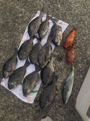 尾鷲湾