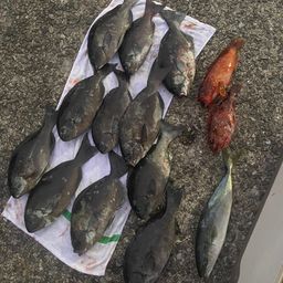オナガグレ