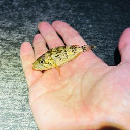 クロソイ