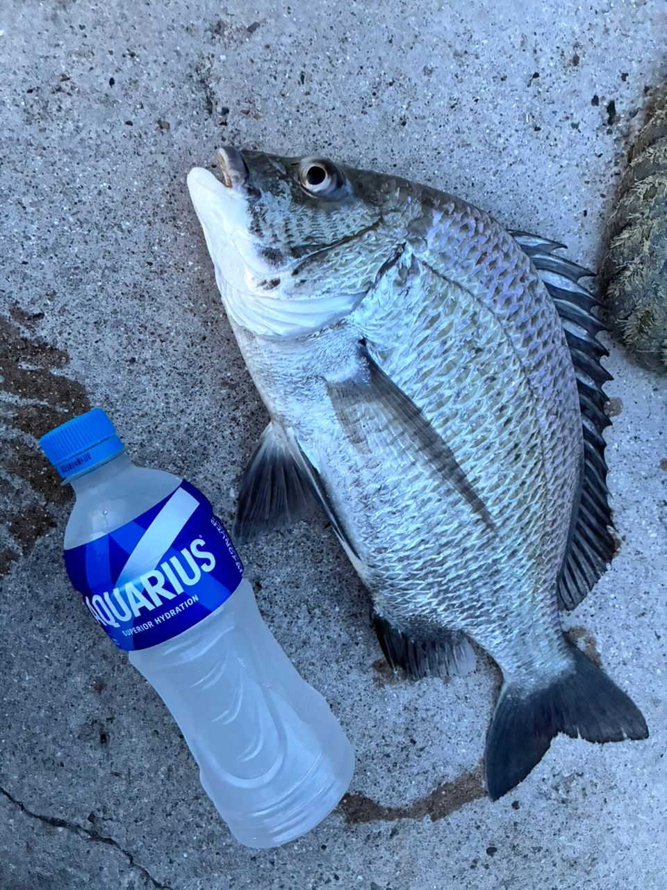 ナンヨウチヌ