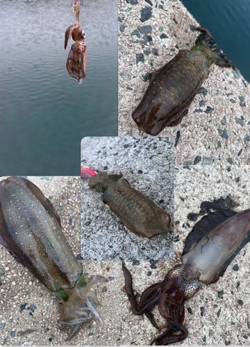 アオリイカの釣果
