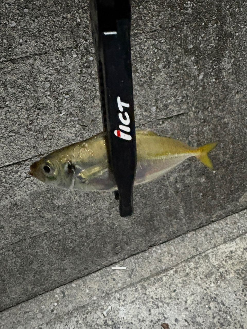 アジ
