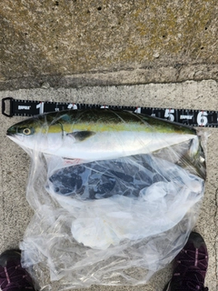 ワラサの釣果