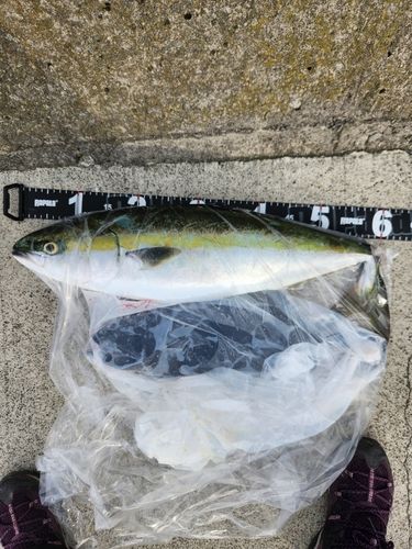 ワラサの釣果