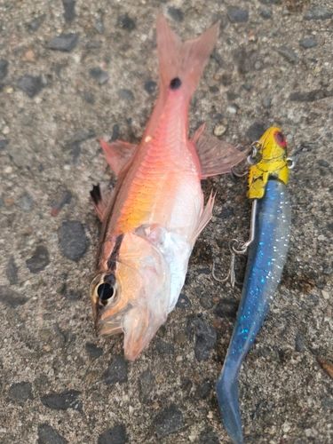 ネンブツダイの釣果