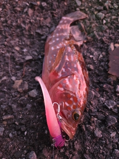 キジハタの釣果