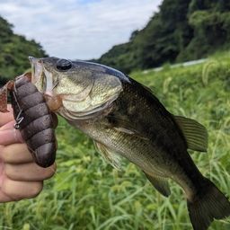 ブラックバス