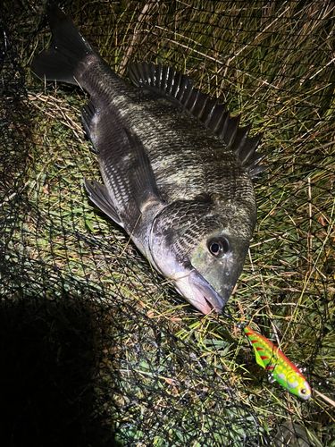 チヌの釣果