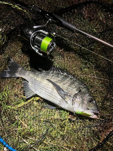 チヌの釣果