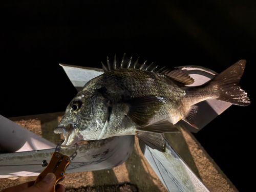 チヌの釣果
