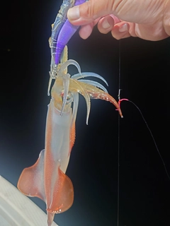 ケンサキイカの釣果