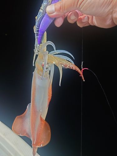 ケンサキイカの釣果