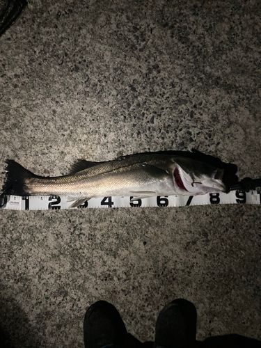 スズキの釣果