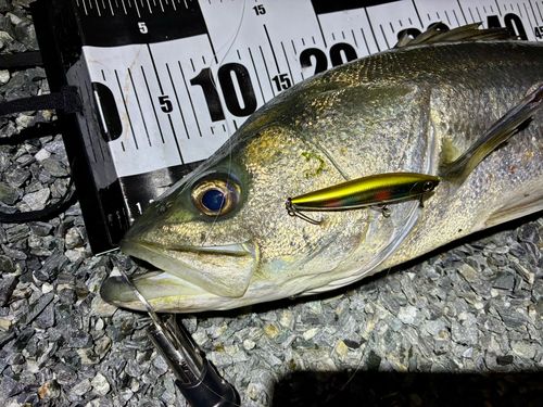 シーバスの釣果
