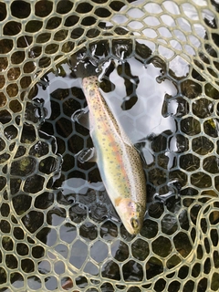 ニジマスの釣果