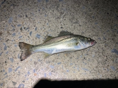 セイゴ（マルスズキ）の釣果
