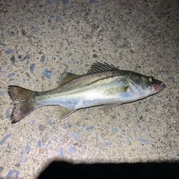 セイゴ（マルスズキ）