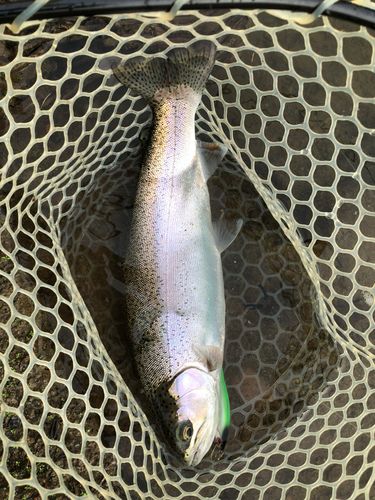 ニジマスの釣果