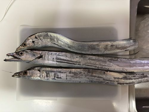 タチウオの釣果