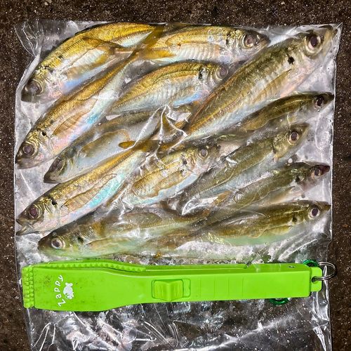 アジの釣果