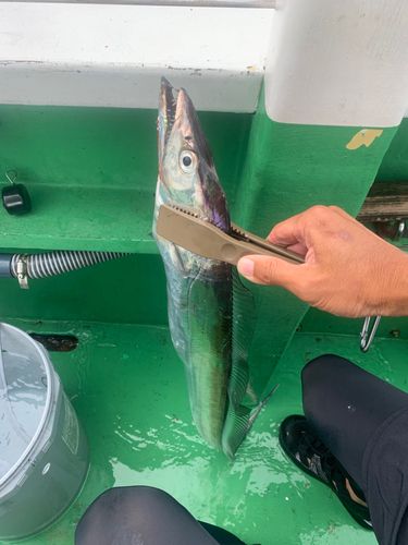 タチウオの釣果