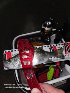 セイゴ（マルスズキ）の釣果