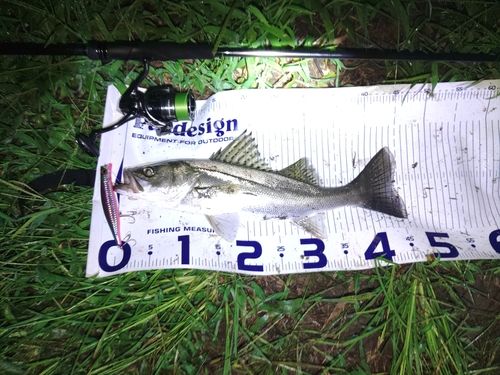 セイゴ（マルスズキ）の釣果