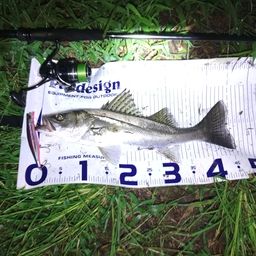 セイゴ（マルスズキ）