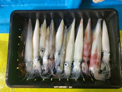 アカイカの釣果