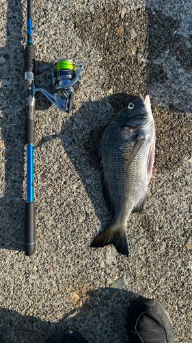 クロダイの釣果